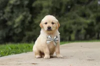 Baxter, a male Golden Retriever for sale in Sugarcreek, OH – 3 of 9