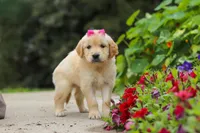 Bonnie, a female Golden Retriever for sale in Sugarcreek, OH – 6 of 10