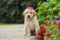 Bonnie, a female Golden Retriever for sale in Sugarcreek, OH – 9 of 10