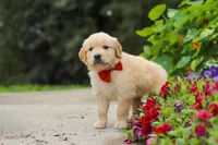 Baldo, a male Golden Retriever for sale in Sugarcreek, OH – 5 of 8