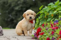 Baldo, a male Golden Retriever for sale in Sugarcreek, OH – 6 of 8