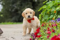 Baldo, a male Golden Retriever for sale in Sugarcreek, OH – 1 of 8