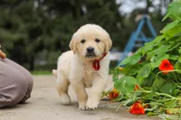 Benjie, a male Golden Retriever for sale in Sugarcreek, OH – 3 of 9