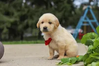 Buddy, a male Golden Retriever for sale in Sugarcreek, OH – 4 of 9