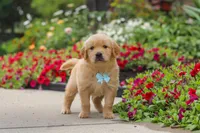Banjo, a male Golden Retriever for sale in Sugarcreek, OH – 9 of 10