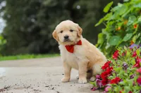 Baldo, a male Golden Retriever for sale in Sugarcreek, OH – 2 of 8