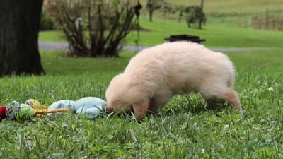 Buddy, a male Golden Retriever for sale in Sugarcreek, OH – 9 of 9