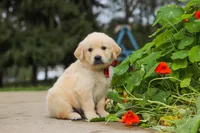 Benjie, a male Golden Retriever for sale in Sugarcreek, OH – 7 of 9