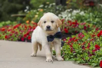 Burnell, a male Golden Retriever for sale in Sugarcreek, OH – 4 of 10