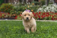 Becky, a female Golden Retriever for sale in Sugarcreek, OH – 8 of 10