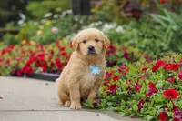 Banjo, a male Golden Retriever for sale in Sugarcreek, OH – 5 of 10