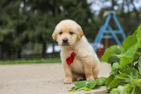 Buddy, a male Golden Retriever for sale in Sugarcreek, OH – 2 of 9
