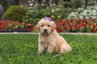 Becky, a female Golden Retriever for sale in Sugarcreek, OH – 6 of 10