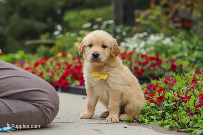 Benny – Golden Retriever puppy for sale in Sugarcreek, OH