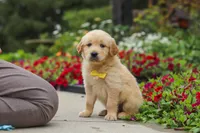 Benny, a male Golden Retriever for sale in Sugarcreek, OH – 1 of 10