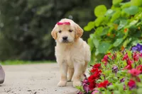 Bonnie, a female Golden Retriever for sale in Sugarcreek, OH – 1 of 10