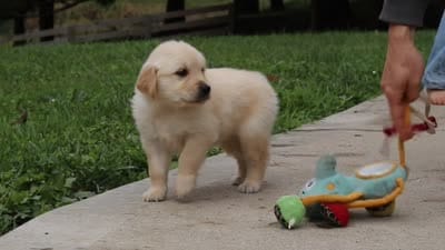 Baxter, a male Golden Retriever for sale in Sugarcreek, OH – 9 of 9