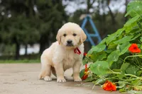 Benjie, a male Golden Retriever for sale in Sugarcreek, OH – 5 of 9