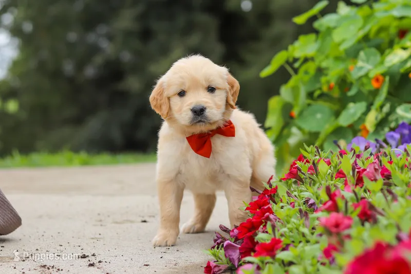 Baldo – Golden Retriever puppy for sale in Sugarcreek, OH