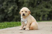 Baxter, a male Golden Retriever for sale in Sugarcreek, OH – 4 of 9