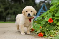 Benjie, a male Golden Retriever for sale in Sugarcreek, OH – 1 of 9