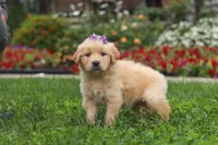 Becky, a female Golden Retriever for sale in Sugarcreek, OH – 4 of 10