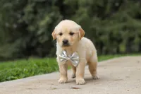 Baxter, a male Golden Retriever for sale in Sugarcreek, OH – 5 of 9