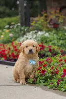 Banjo, a male Golden Retriever for sale in Sugarcreek, OH – 6 of 10