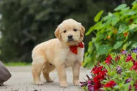 Baldo, a male Golden Retriever for sale in Sugarcreek, OH – 7 of 8