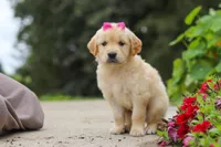 Bonnie, a female Golden Retriever for sale in Sugarcreek, OH – 8 of 10