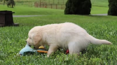 Burnell, a male Golden Retriever for sale in Sugarcreek, OH – 10 of 10