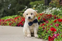 Burnell, a male Golden Retriever for sale in Sugarcreek, OH – 8 of 10