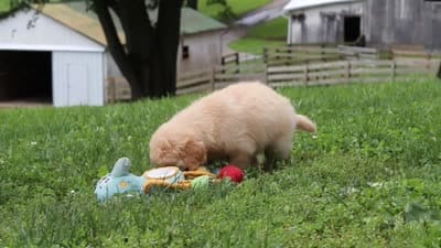 Becky, a female Golden Retriever for sale in Sugarcreek, OH – 10 of 10