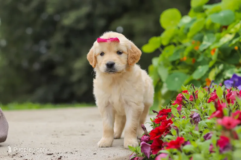 Bonnie – Golden Retriever puppy on hold in Sugarcreek, OH