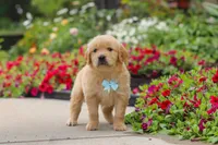 Banjo, a male Golden Retriever for sale in Sugarcreek, OH – 4 of 10