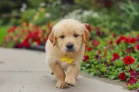 Benny, a male Golden Retriever for sale in Sugarcreek, OH – 4 of 10