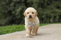 Baxter, a male Golden Retriever for sale in Sugarcreek, OH – 7 of 9