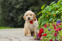 Baldo, a male Golden Retriever for sale in Sugarcreek, OH – 2 of 8