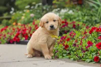 Benny, a male Golden Retriever for sale in Sugarcreek, OH – 6 of 10