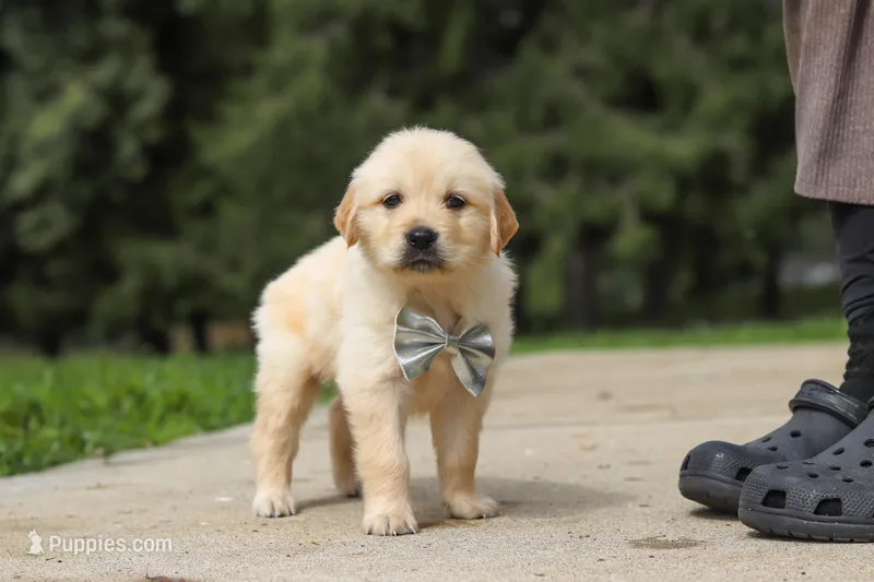 Baxter – Golden Retriever puppy on hold in Sugarcreek, OH