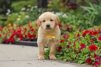 Benny, a male Golden Retriever for sale in Sugarcreek, OH – 6 of 10