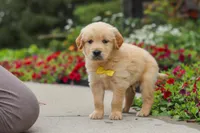Benny, a male Golden Retriever for sale in Sugarcreek, OH – 4 of 10