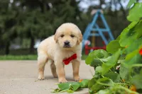 Buddy, a male Golden Retriever for sale in Sugarcreek, OH – 3 of 9