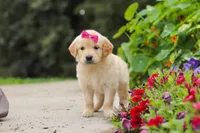 Bonnie, a female Golden Retriever for sale in Sugarcreek, OH – 3 of 10