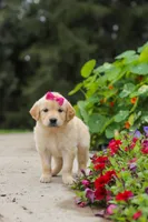 Bonnie, a female Golden Retriever for sale in Sugarcreek, OH – 8 of 10