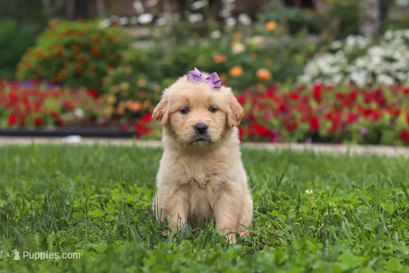Becky – Golden Retriever puppy on hold in Sugarcreek, OH