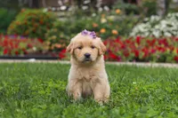 Becky, a female Golden Retriever for sale in Sugarcreek, OH – 1 of 10