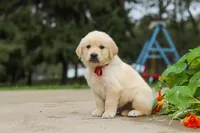 Benjie, a male Golden Retriever for sale in Sugarcreek, OH – 2 of 9