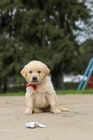 Benjie, a male Golden Retriever for sale in Sugarcreek, OH – 6 of 9