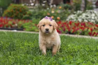 Becky, a female Golden Retriever for sale in Sugarcreek, OH – 3 of 10